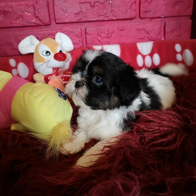 **Suczki**Szczenięta rasy SHIH TZU