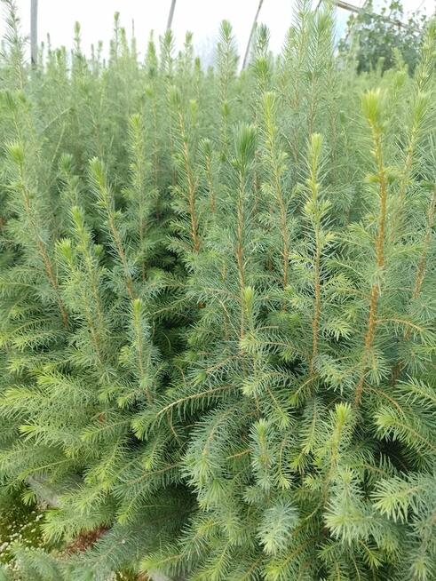 Świerki, sosny, jodła sadzonki