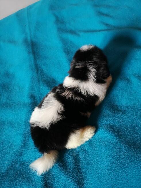 SHIH TZU - szczenięta - Pieski , Suczki