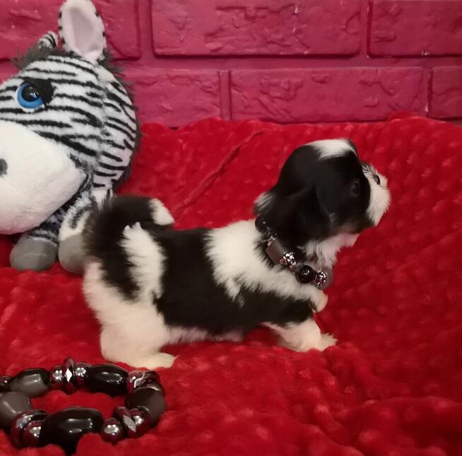 Shih tzu śliczne puchate szczenięta Pieski i Suczki