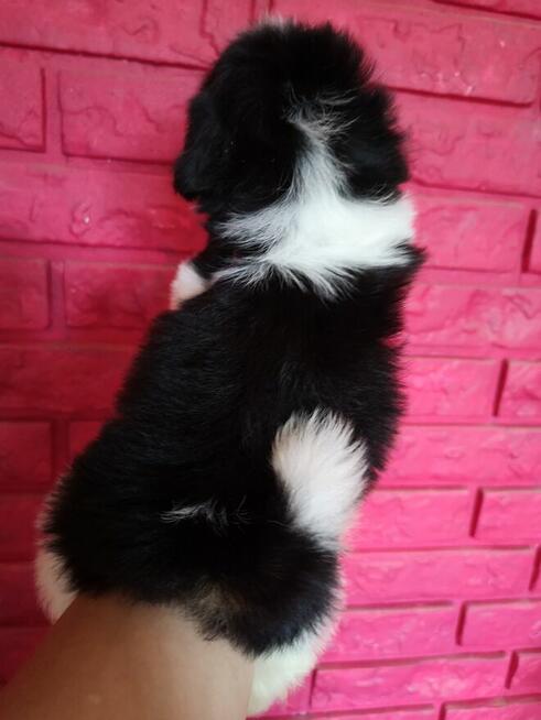 SHIH TZU - szczenięta - Pieski , Suczki