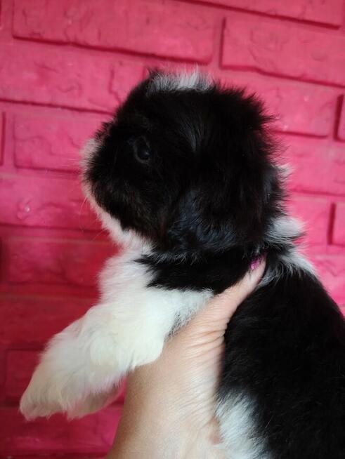 SHIH TZU - szczenięta - Pieski , Suczki
