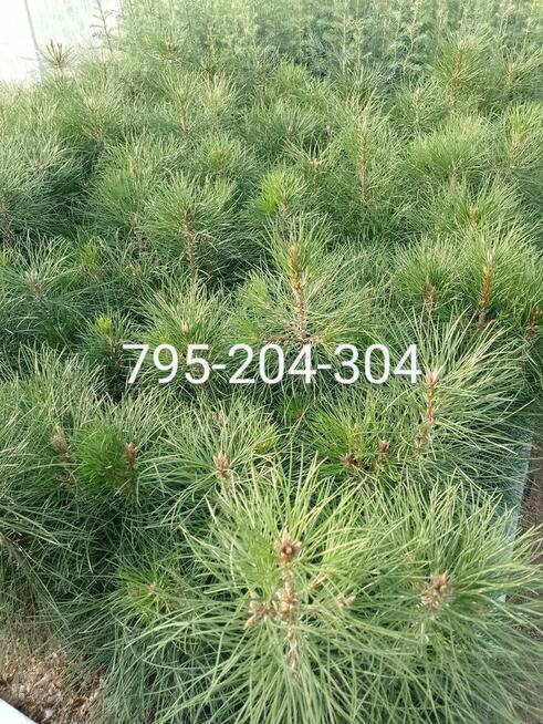 Świerki, sosny, jodła sadzonki