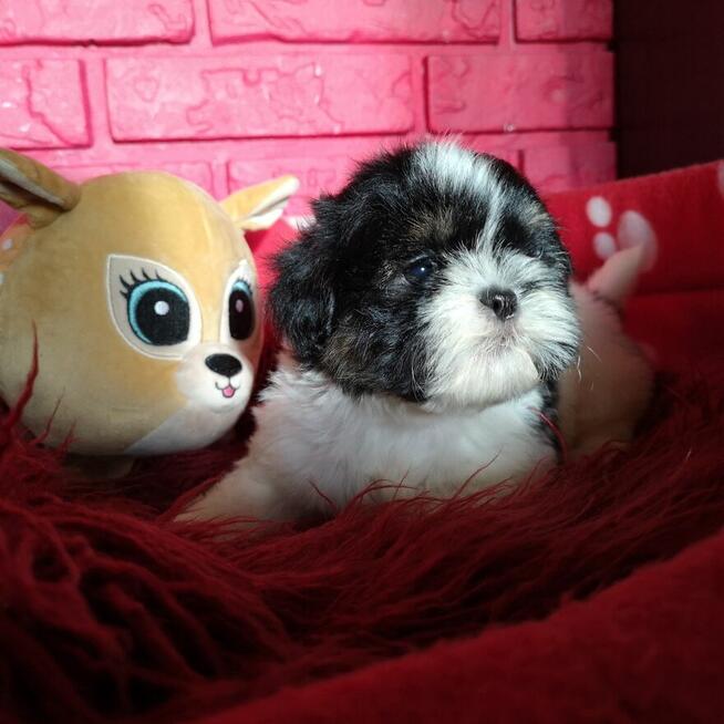 **Suczki**Szczenięta rasy SHIH TZU