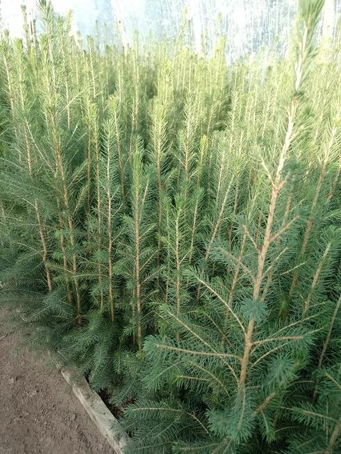 Świerki, sosny, jodła sadzonki