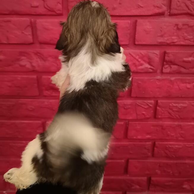 **Suczki**Szczenięta rasy SHIH TZU