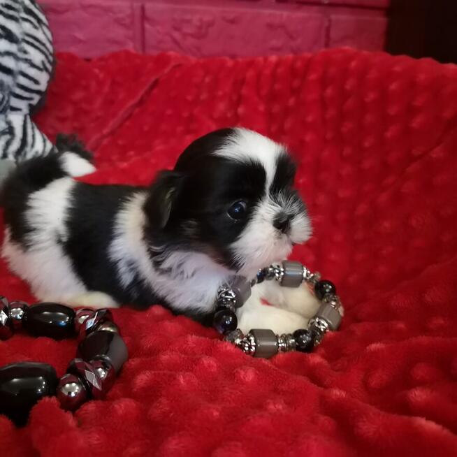 Shih tzu śliczne puchate szczenięta Pieski i Suczki