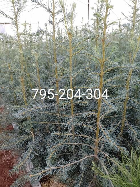 Świerki, sosny, jodła sadzonki