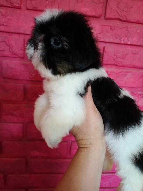 SHIH TZU - szczenięta - Pieski , Suczki
