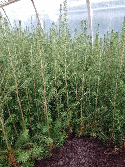 Świerki, sosny, jodła sadzonki