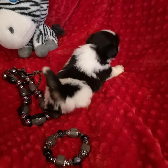 Shih tzu śliczne puchate szczenięta Pieski i Suczki