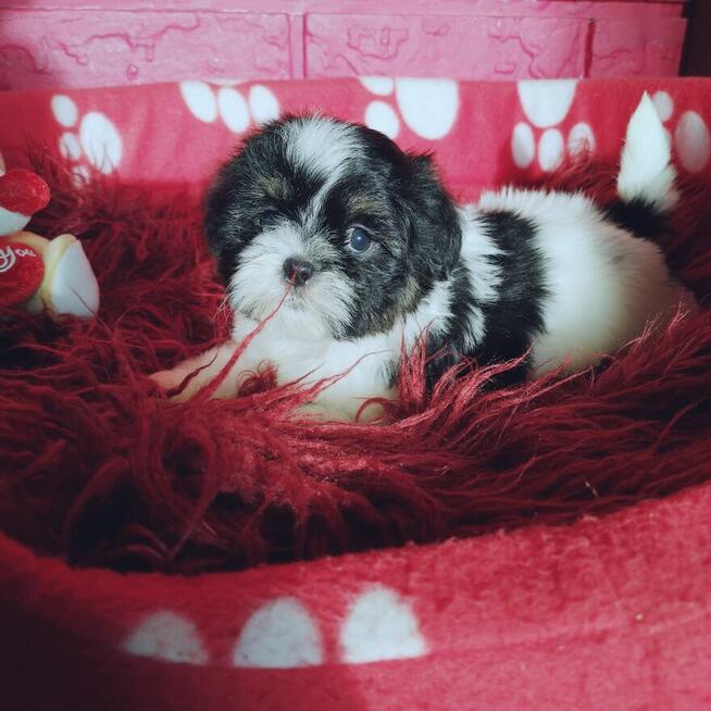 SHIH TZU -Śliczne szczenięta - hodowla domowa