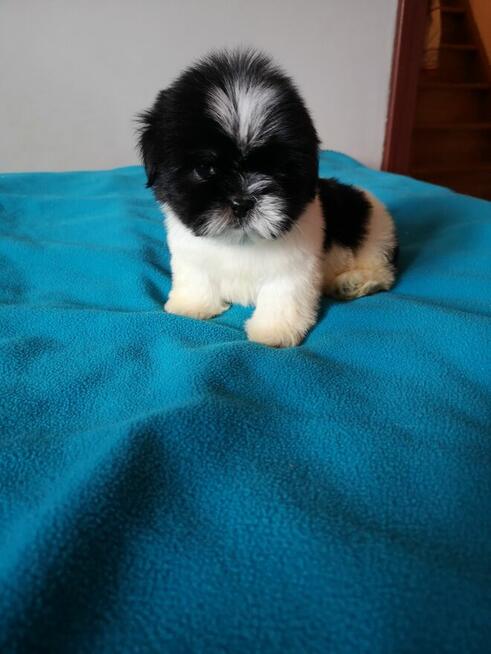 SHIH TZU - szczenięta - Pieski , Suczki