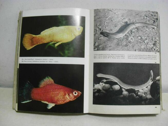 Akwarystyka - Velky obrazovy atlas ryb - Stanislav Frank