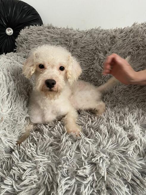 Pokręcony chłopak w typie pudel miniaturowy szuka domu!’