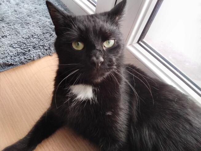 Zaginął czarny kot Misio NAGRODA