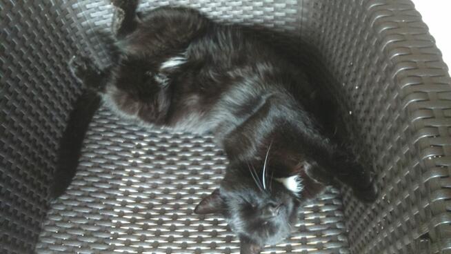 Zaginął czarny kot Misio NAGRODA