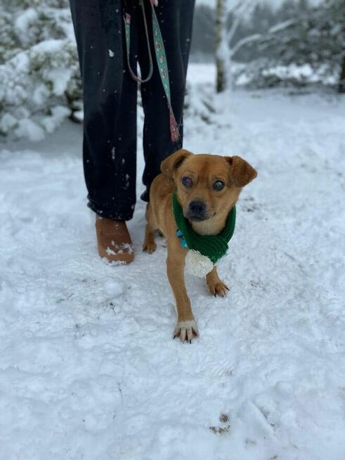 Pinio malutkiok.2/3 let.psiak bardzo prosi o dom Zwierzoland