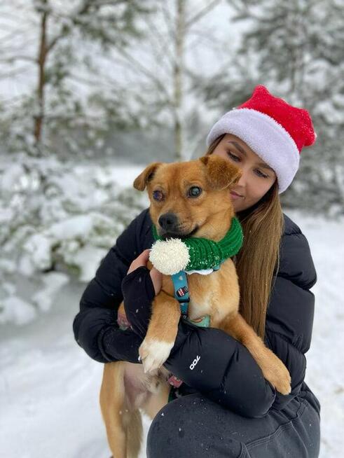 Pinio malutkiok.2/3 let.psiak bardzo prosi o dom Zwierzoland