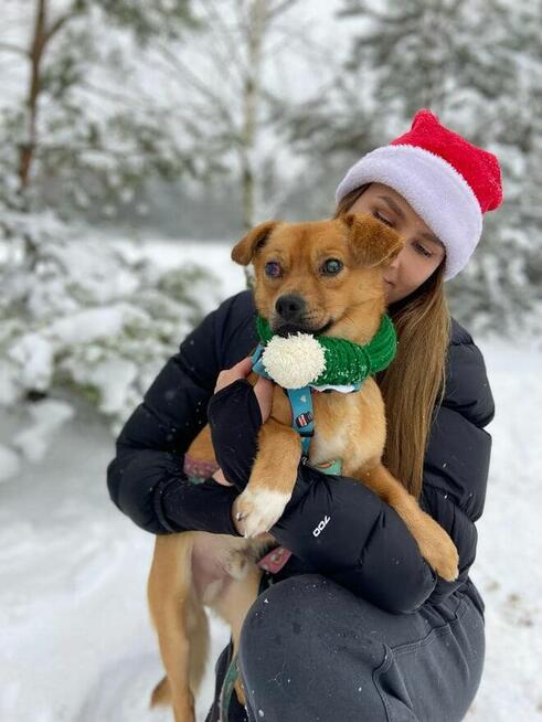 Pinio malutkiok.2/3 let.psiak bardzo prosi o dom Zwierzoland