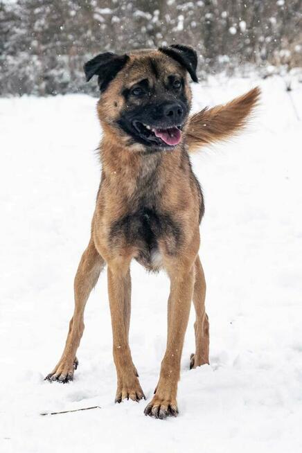 Psie dziecię kochające ludzi BŁAGA PILNIE o domek