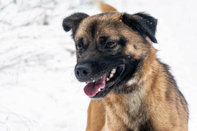 RAFI młody psiak kochający ludzi nad życie BŁAGA o ratunek