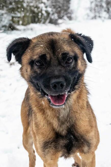 RAFI młody psiak kochający ludzi nad życie BŁAGA o ratunek