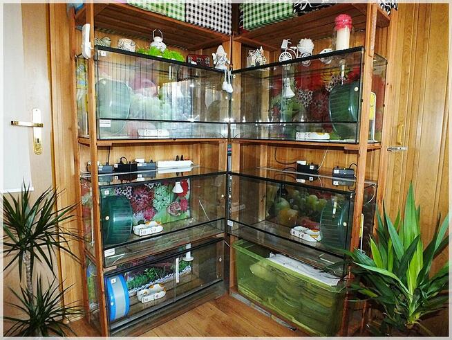 Terrarium szklane z wentylacją 80x40x40cm dla jeż pigmejski,