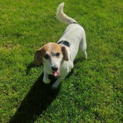 Przemiła sunia czeka na dom.