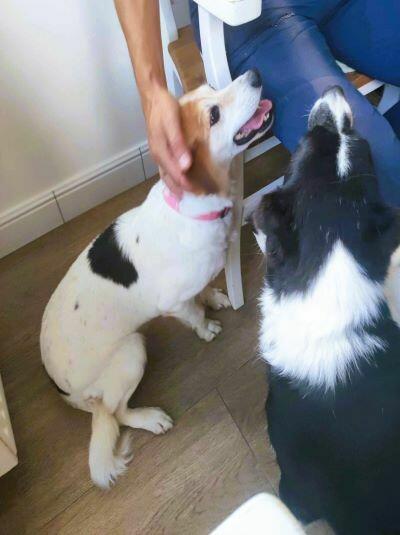 Przemiła sunia czeka na dom.