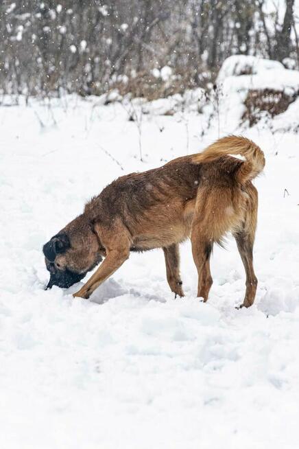 Cudowny wesoły Młodziak sztuka Pilnie dobrego domku