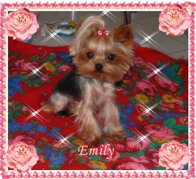 York, Yorkshire Terrier!Elitarne MICRO CUDEŃKA-XXXS dla VIP!