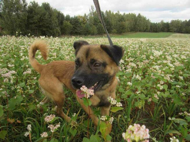 Młody wesoły cudowny Aniołek BŁAGA o ratunek