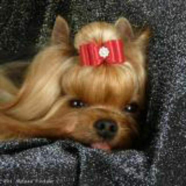 York, Yorkshire Terrier!Elitarne MICRO Cudeńko XXS dla VIPów