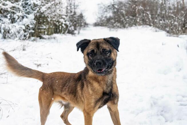 Psie dziecię kochające ludzi BŁAGA PILNIE o domek