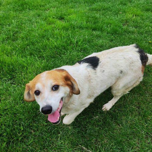 Przemiła sunia czeka na dom.