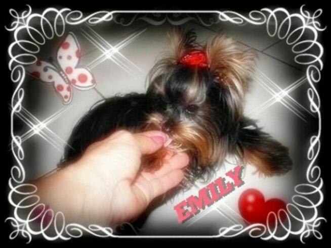 York, Yorkshire Terrier!Elitarne MICRO CUDEŃKA-XXXS dla VIP!