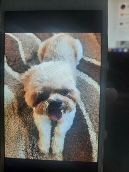 Shih tzu reproduktor