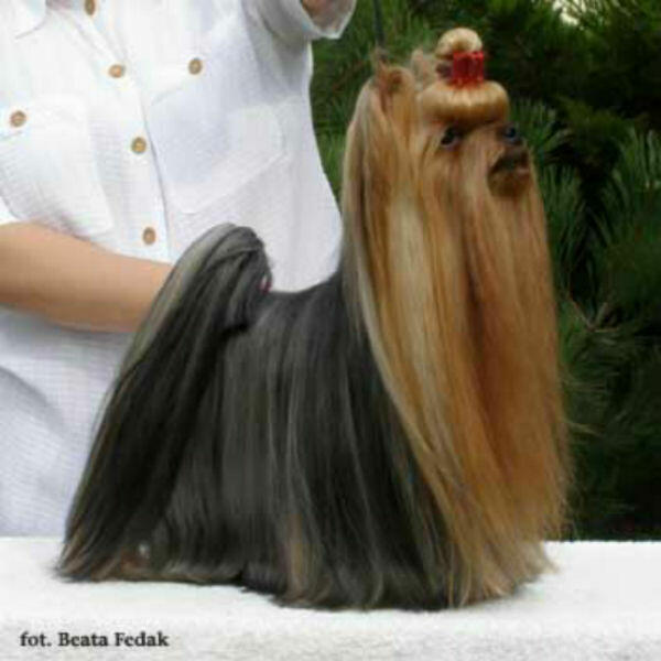 York, Yorkshire Terrier!Elitarne MICRO Cudeńko XXS dla VIPów