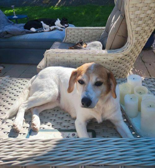 Sympatyczna, nieduża sunia prosi o dom!