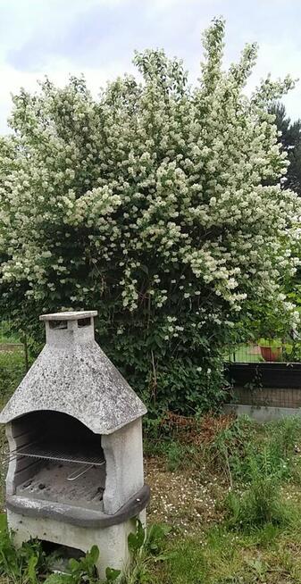 Duża działka ROD 750m2-Mokotów-domek maksymalny