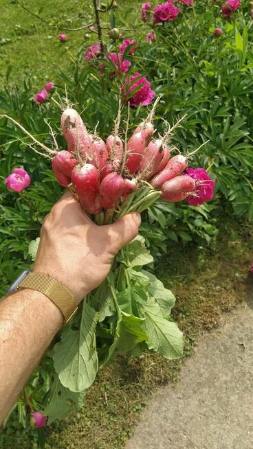 Duża działka ROD 750m2-Mokotów-domek maksymalny