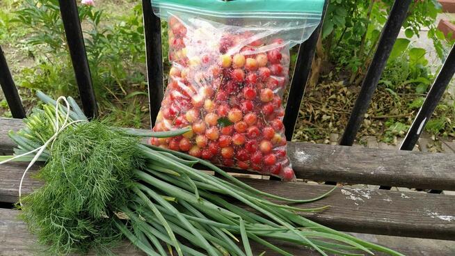 Duża działka ROD 750m2-Mokotów-domek maksymalny