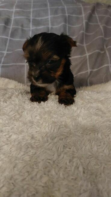 Śliczny chlopak yorkshire