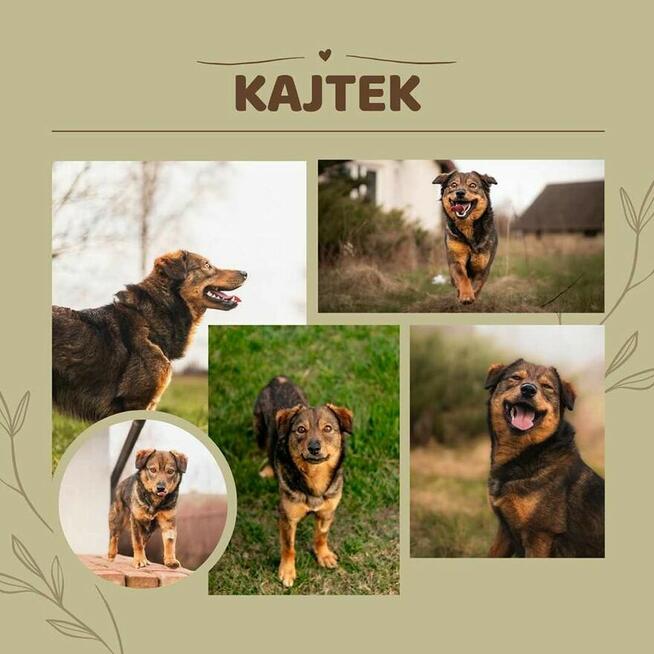 Kajtek - domowy, nieduży psiak szuka domu!