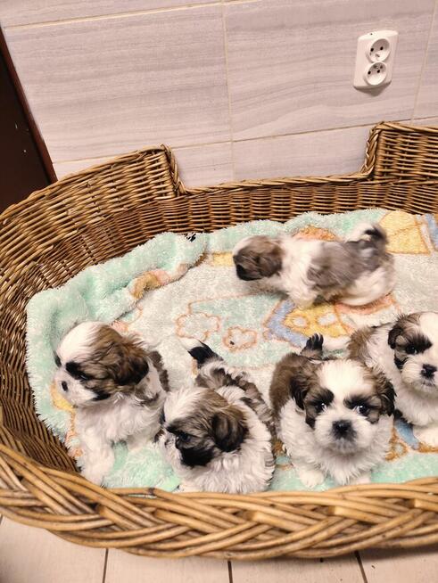 Shih tzu