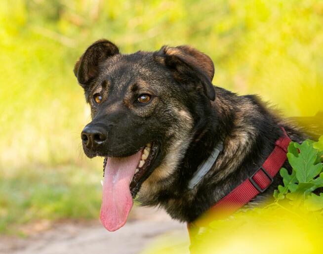 Ami - wychowany, mądry, wesoły psiak!