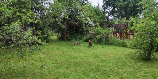 Ogródek działkowy pow. 425 mkw przy ul. Osmańczyka ROD LOTNI