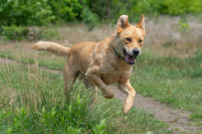 Aki - zrównoważony, niekonfliktowy pies do pokochania!