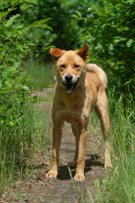 Aki - zrównoważony, niekonfliktowy pies do pokochania!